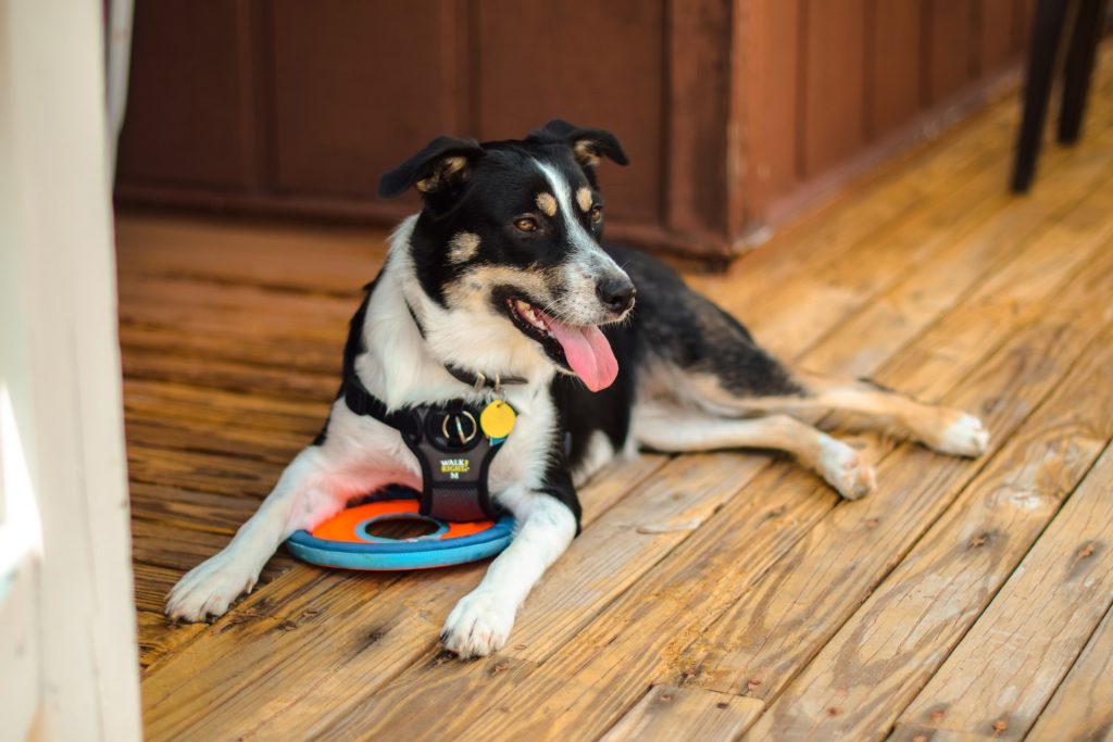 Service dog on the floor.