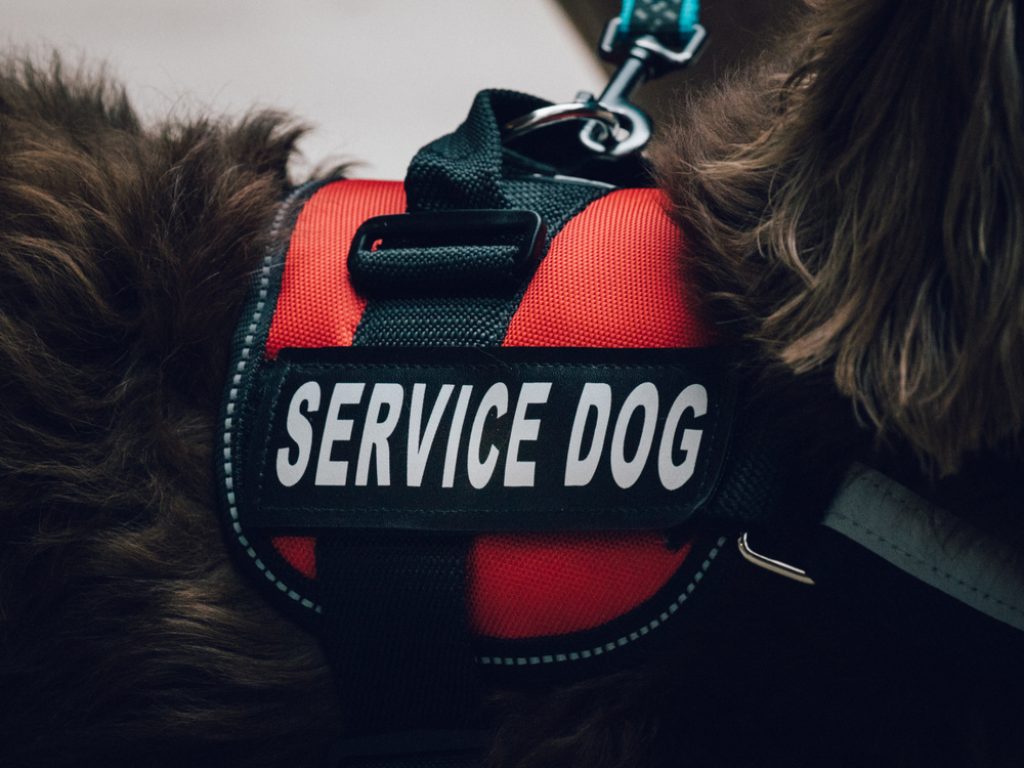 Service dog vest.