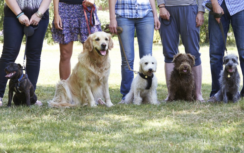 Group of dogs at training school.