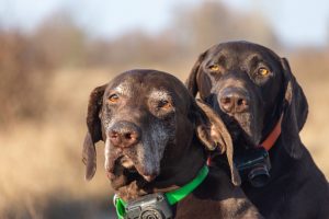 Two dogs wearing electric collars.