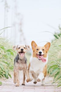 Two dogs running.