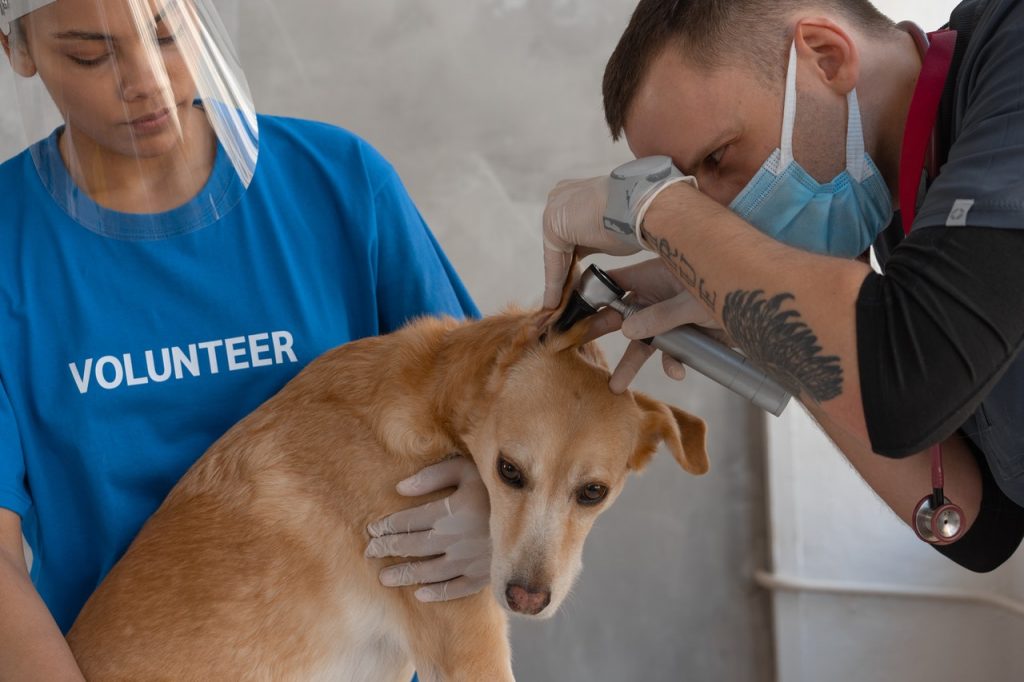 Vet examining dog's ear.