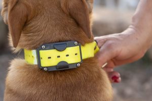 Dog wearing a shock collar | HOW TO TRAIN A DOG WITH A SHOCK COLLAR
