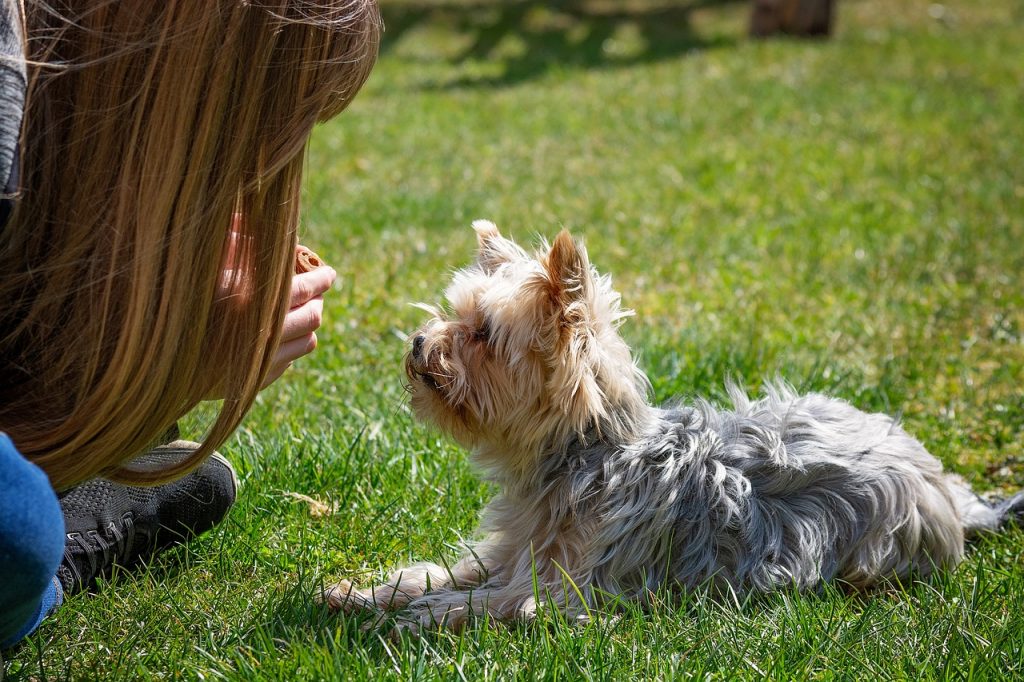 Woman training a dog.