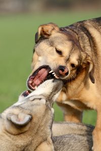 Dogs fighting.