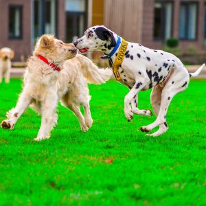 Dogs play fighting.