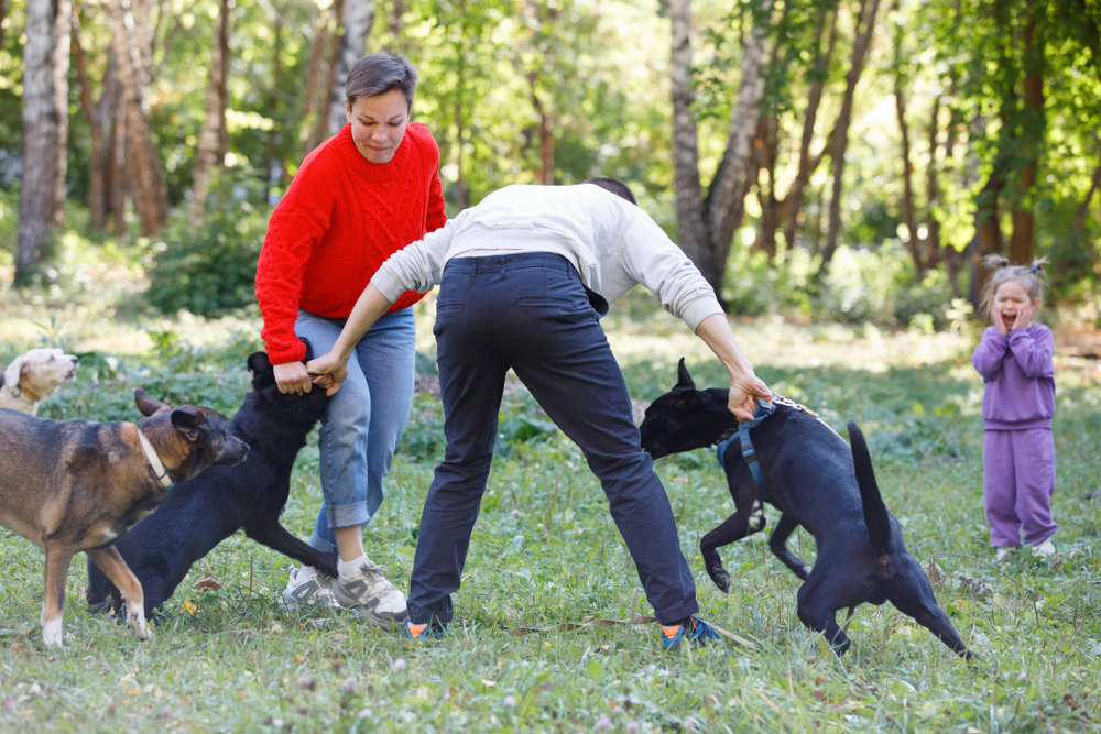Breaking up a dog fight.