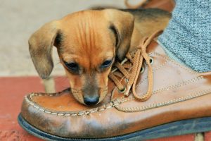 Dog by a shoe.