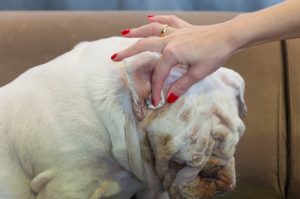 Cleaning dog's ear.