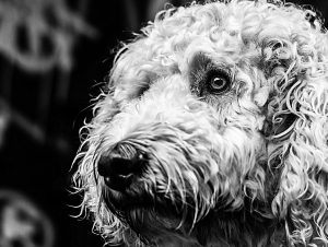 Curly Coat.