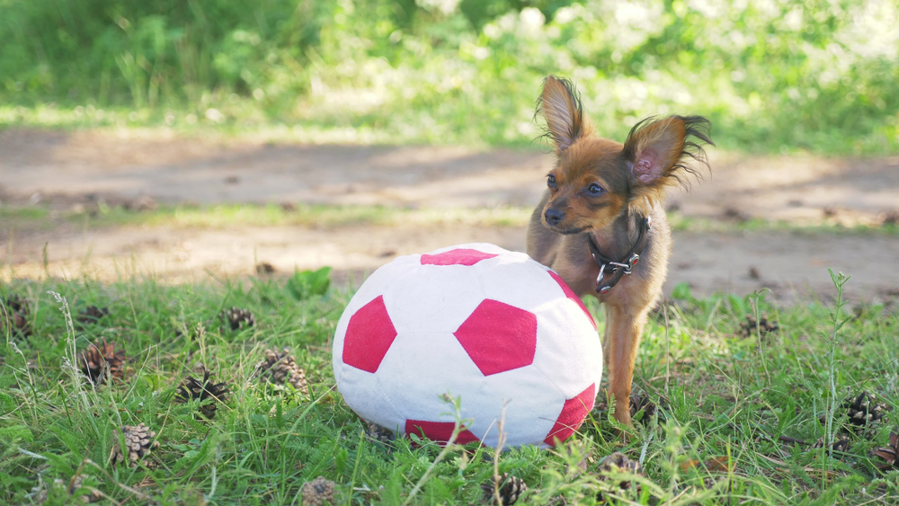 Dog and a big toy ball.