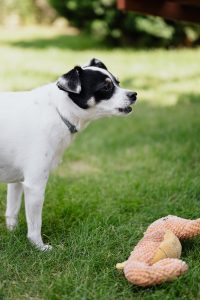 Dog by a toy.