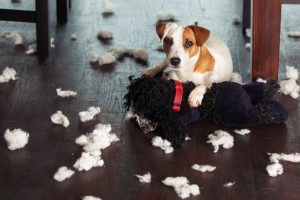 Dog with a destroyed toy.