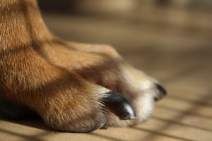 Closeup dog nail | dog's nail bleed