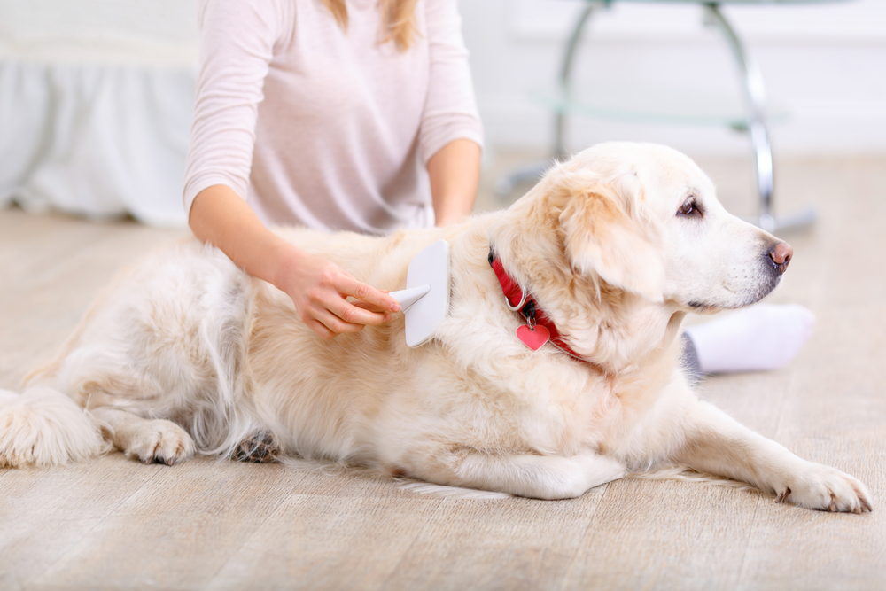 Dog being brushed.
