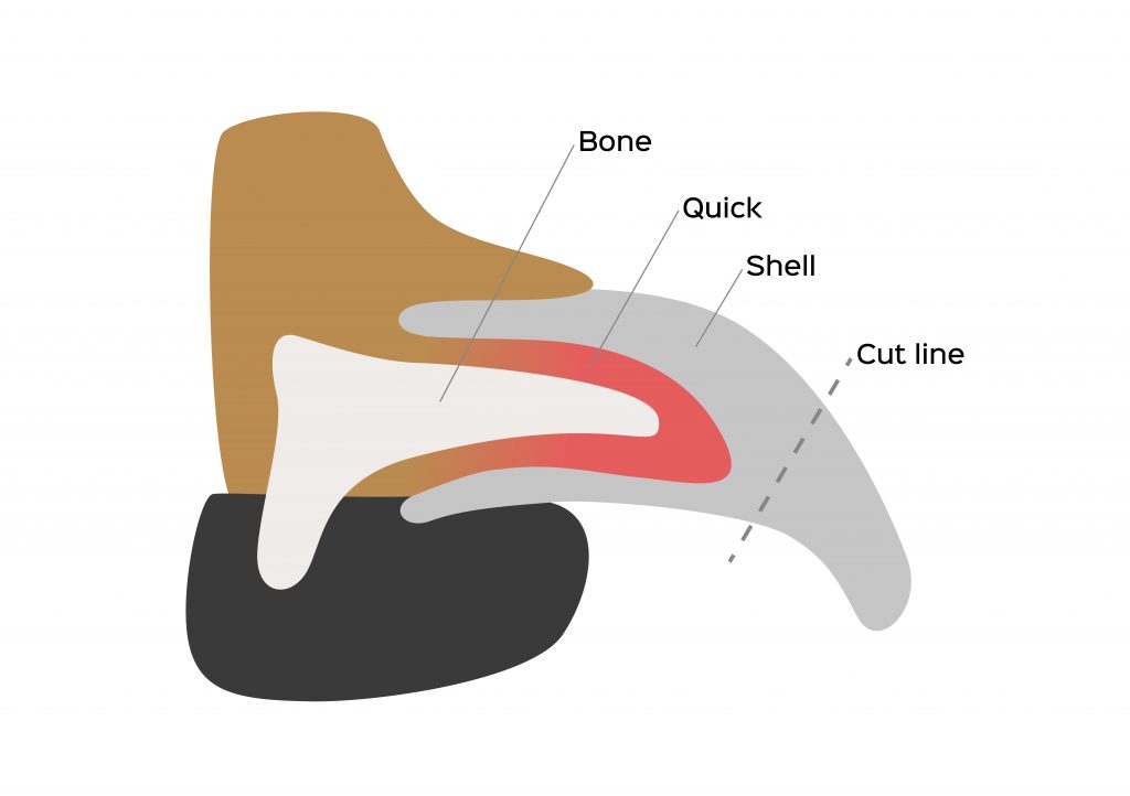 Dog nail chart.