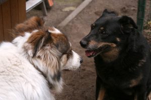 Two dogs socializing.