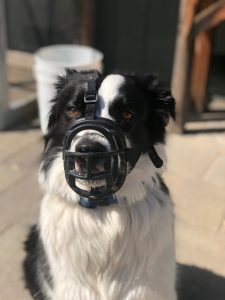 Dog with muzzle.