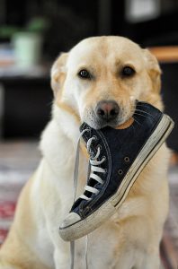 Dog with shoe in mouth.