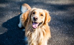Medium-coated Golden Retriever.
