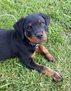 Black rottweiler puppy.