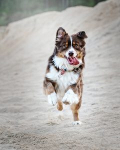 Running dog.