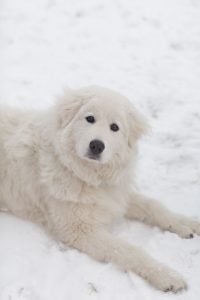 White dog lying on snow.