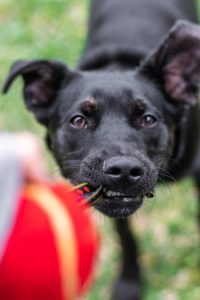 Dog playing tug of war.
