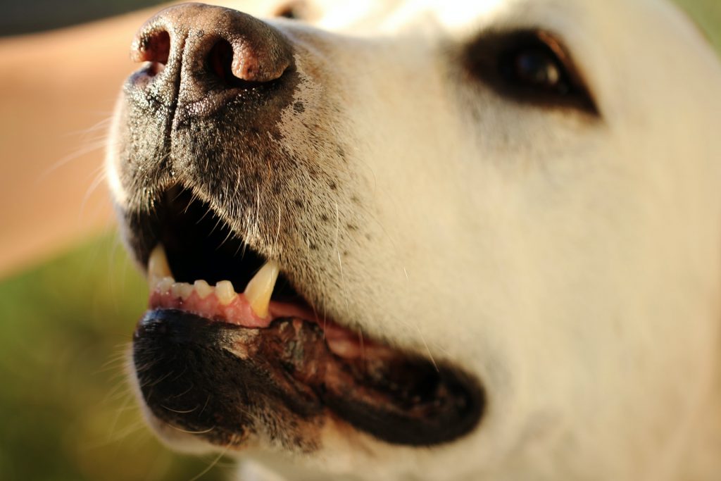 Closeup of dog's teeth.