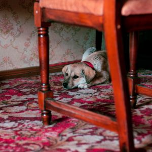 Dog lying on carpet.