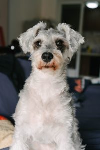 Dog with gray coat.