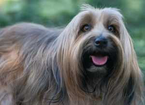 Dog with show cut.