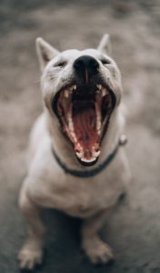 Dog with mouth open | Why Does My Old Dog Smell So Bad | foul smell