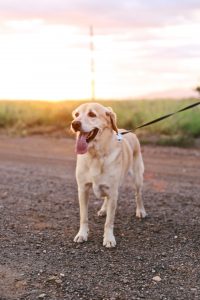 Dog on a walk.