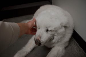 Petting a dog.