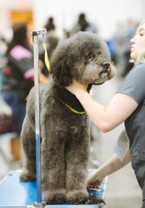 Grooming a poodle.