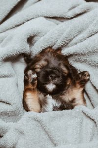 Puppy lying on towel.