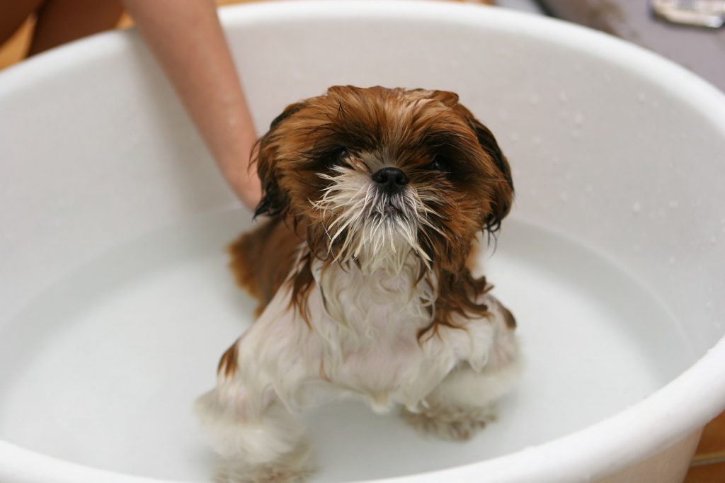 How to bathe a puppy on a basin.