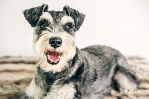 A schnauzer.