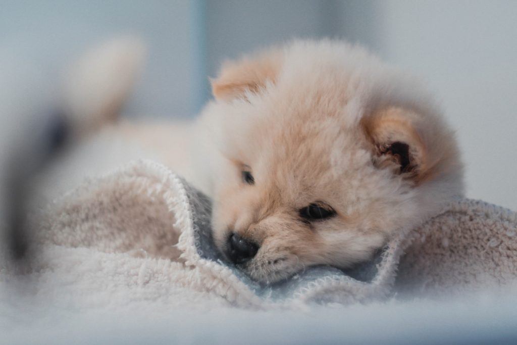 Sleepy puppy.