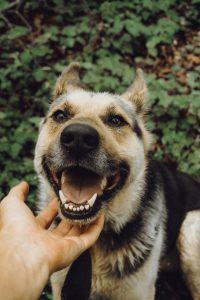 Smiling dog's teeth.