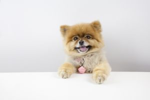Pomeranian with teddy bear cut.