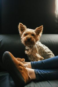 Yorkie by person's feet.