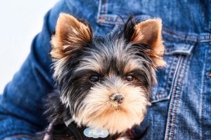 Yorkie with puppy cut.