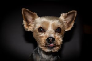 Yorkie with kennel cut.