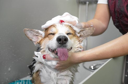 Bathing a dog.