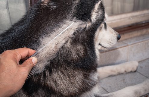 Brushing a dog's coat.