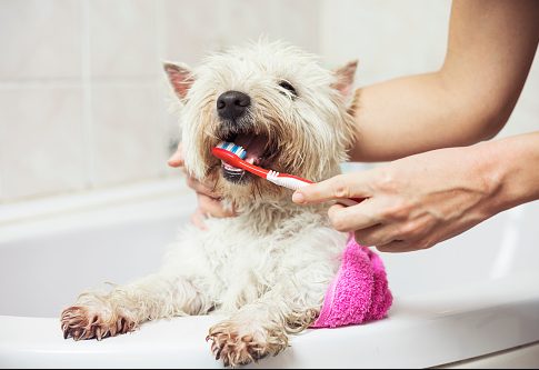 Brushing a dog's teeth.