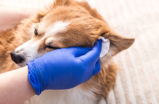 dog grooming  tricks