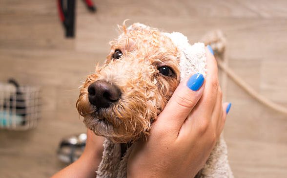 Drying a dog with a towel after bath.